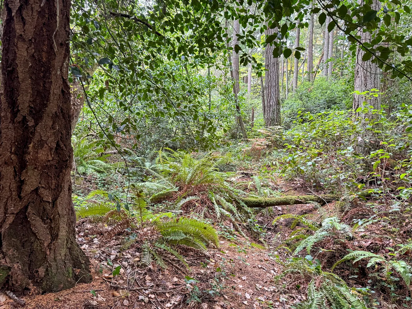 4700 & 4740 Rose Avenue Ne